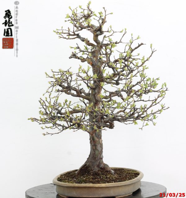 Pseudocydonia sinensis - immagine 4