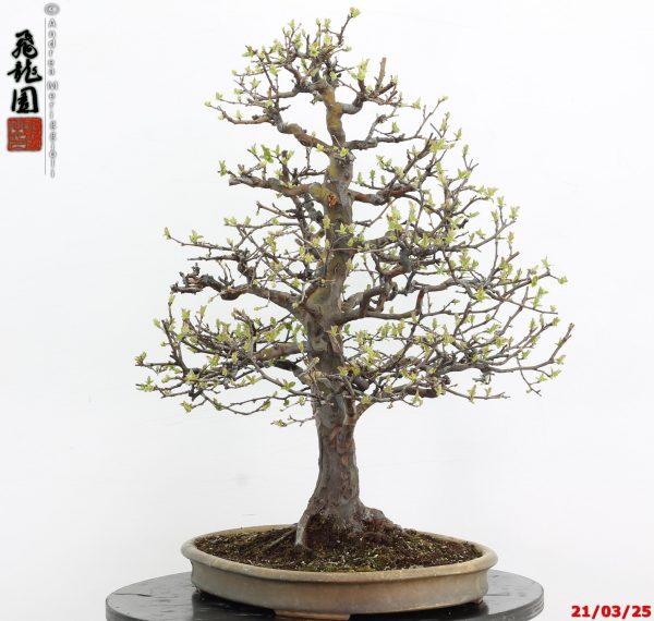 Pseudocydonia sinensis - immagine 5