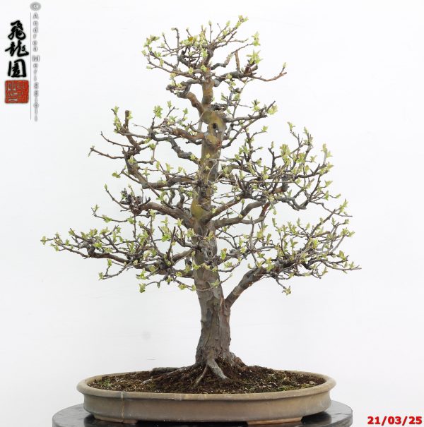 Pseudocydonia sinensis - immagine 6