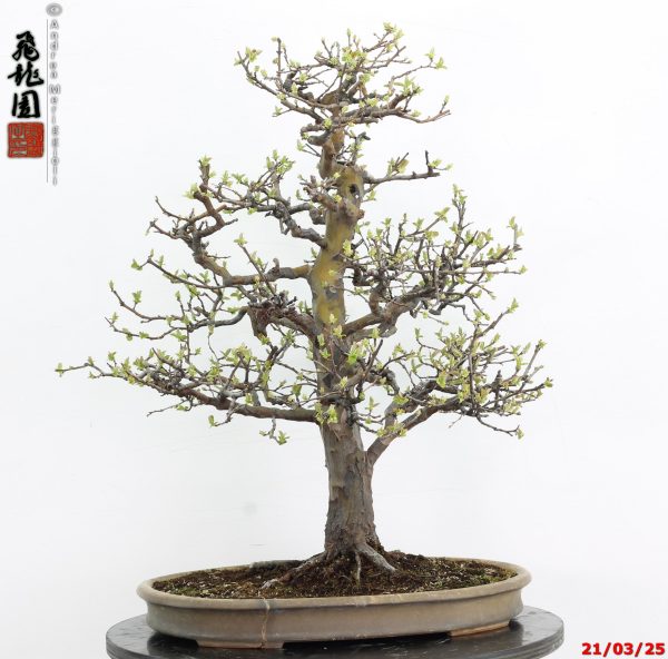 Pseudocydonia sinensis - immagine 7