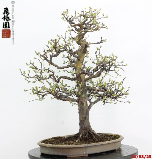 Pseudocydonia sinensis - immagine 8