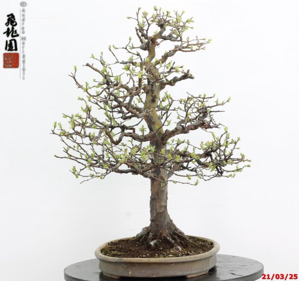 Pseudocydonia sinensis - immagine 9
