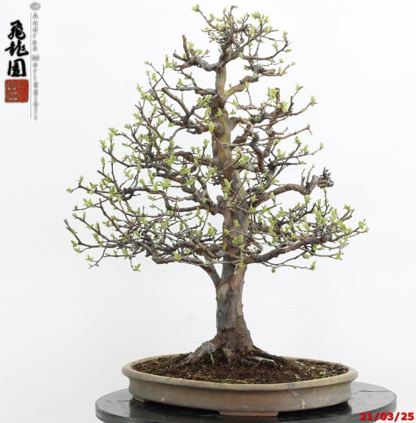 Pseudocydonia sinensis - immagine 10