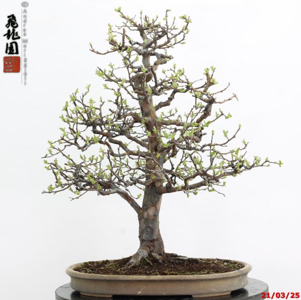 Pseudocydonia sinensis - immagine 11