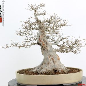 Acer buergerianum