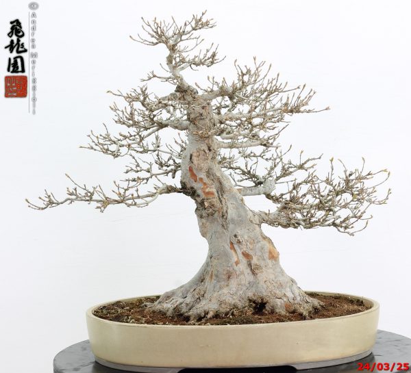 Acer buergerianum