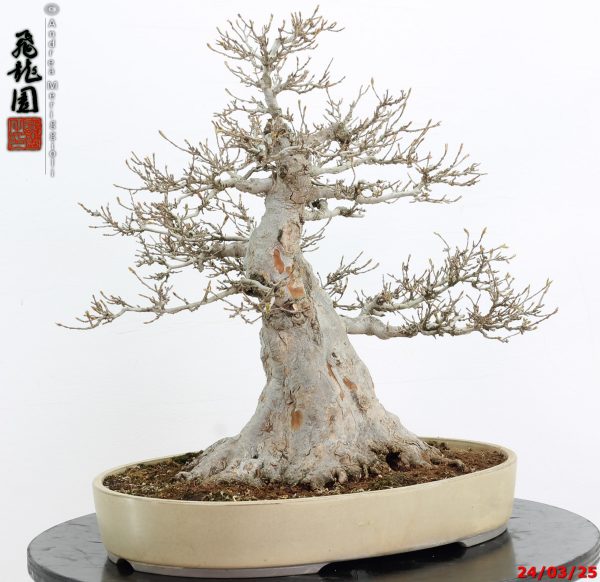 Acer buergerianum - immagine 2