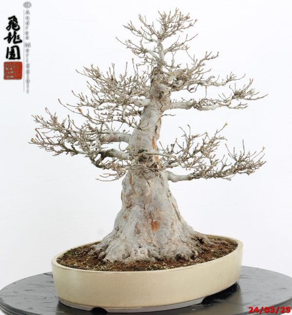 Acer buergerianum - immagine 3
