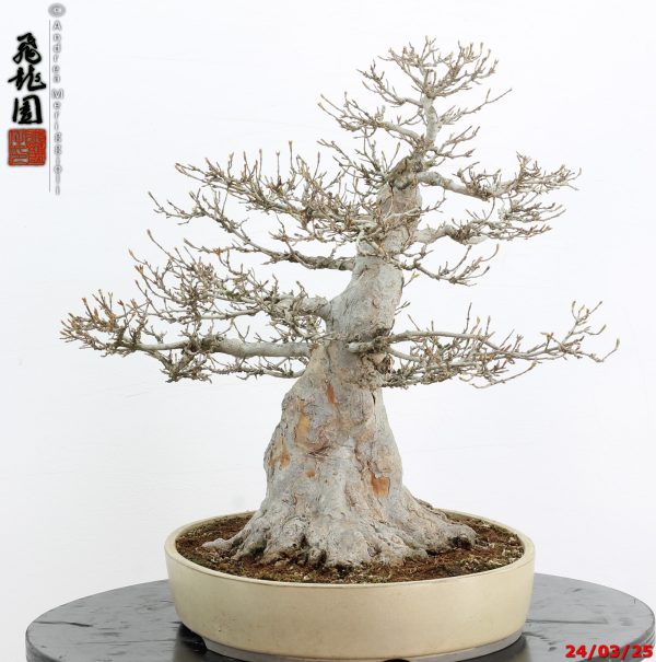 Acer buergerianum - immagine 4