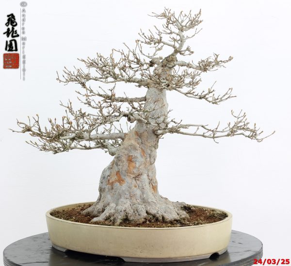 Acer buergerianum - immagine 5
