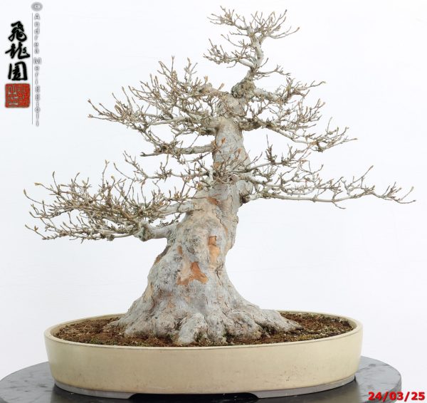 Acer buergerianum - immagine 6