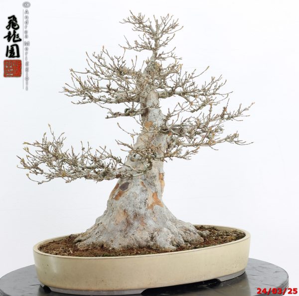 Acer buergerianum - immagine 7
