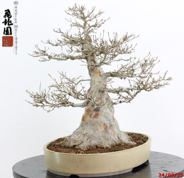 Acer buergerianum - immagine 8