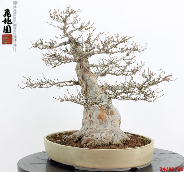 Acer buergerianum - immagine 9