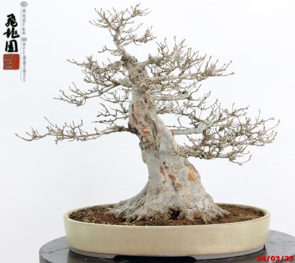Acer buergerianum - immagine 10