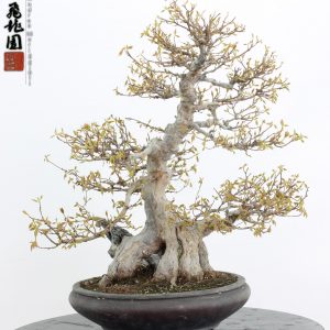 Acer buergerianum