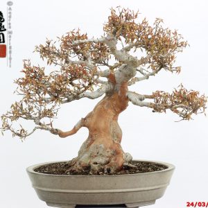 Acer buergerianum