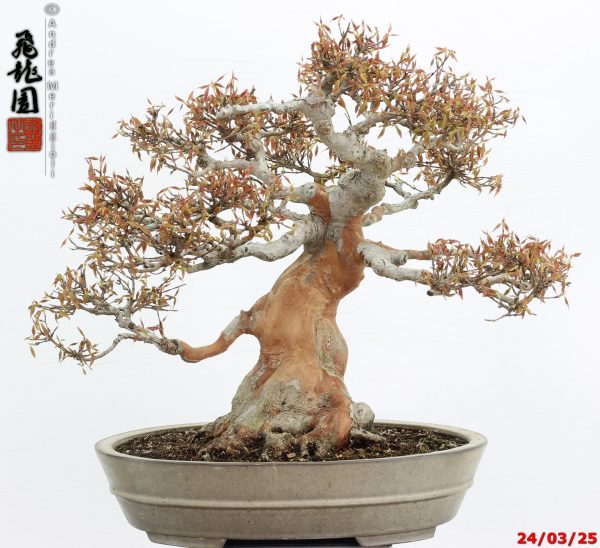 Acer buergerianum