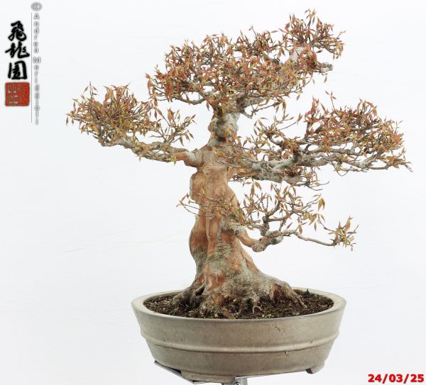 Acer buergerianum - Image 4