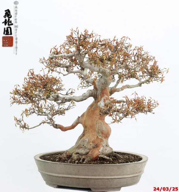 Acer buergerianum - Image 9