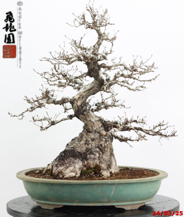 Carpinus turczaninowii - immagine 4