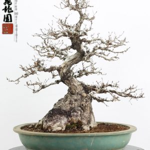 Carpinus turczaninowii