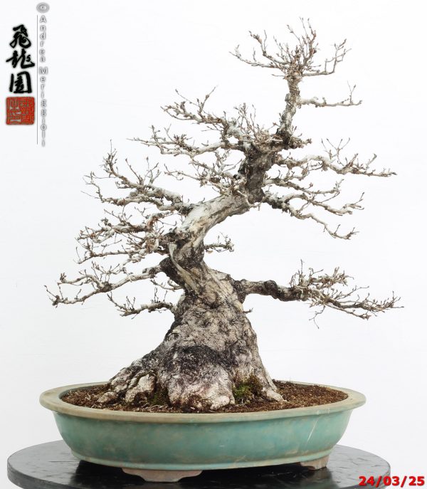 Carpinus turczaninowii - immagine 5