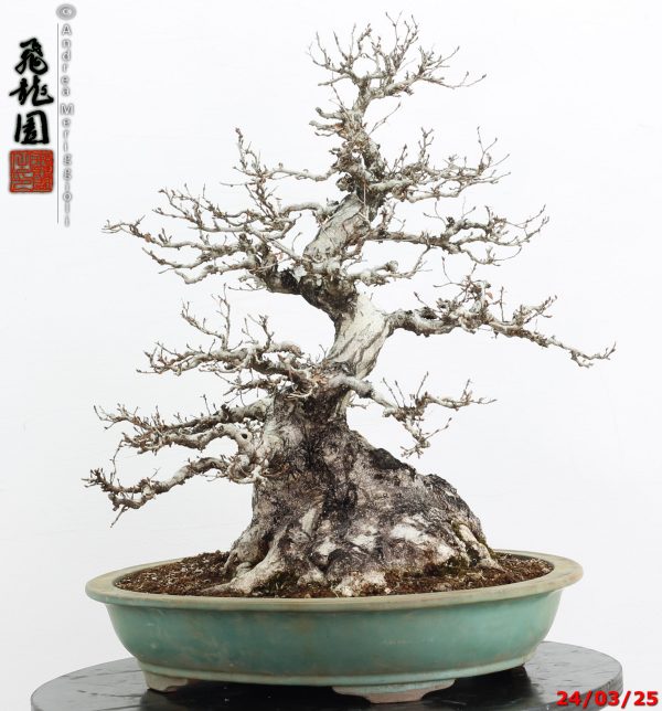Carpinus turczaninowii - immagine 8