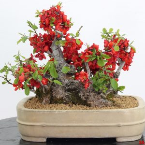 Chaenomeles speciosa
