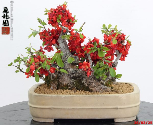 Chaenomeles speciosa