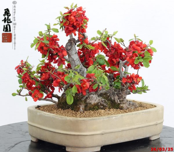Chaenomeles speciosa - immagine 2