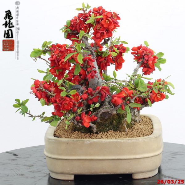 Chaenomeles speciosa - immagine 3