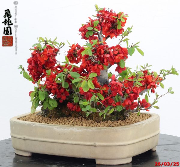 Chaenomeles speciosa - immagine 4