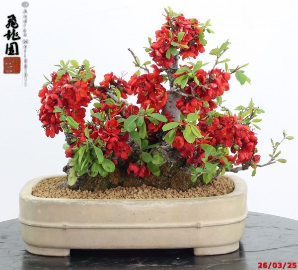 Chaenomeles speciosa - immagine 5