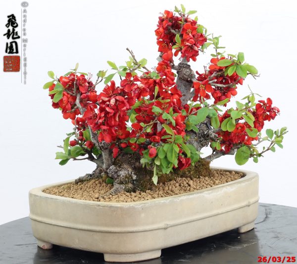 Chaenomeles speciosa - immagine 6
