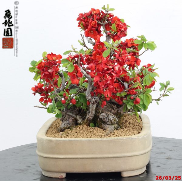 Chaenomeles speciosa - immagine 7