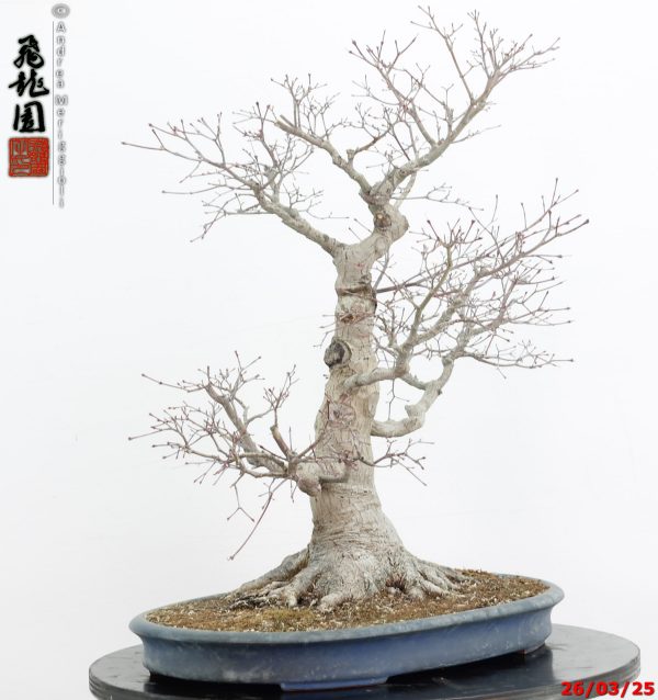 Acer palmatum - immagine 2