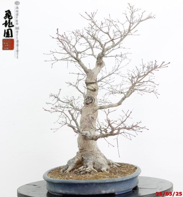 Acer palmatum - immagine 3