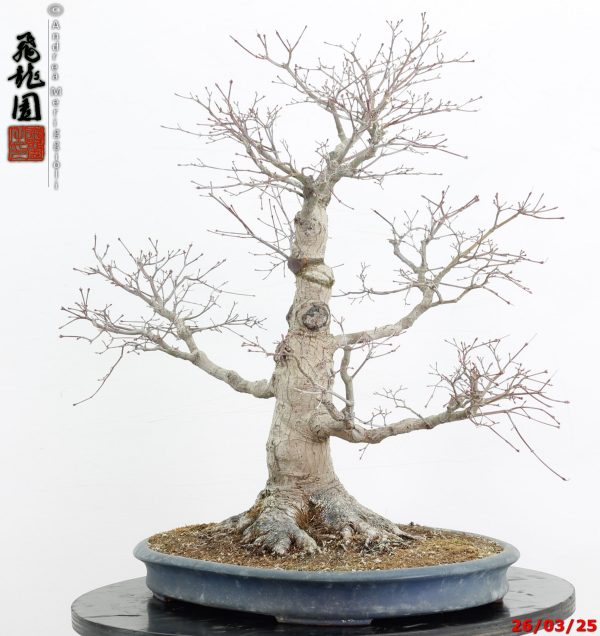 Acer palmatum - immagine 4