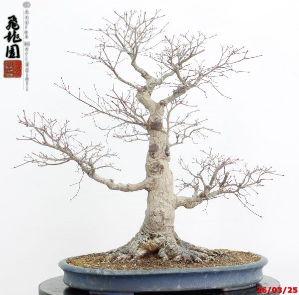 Acer palmatum - immagine 6