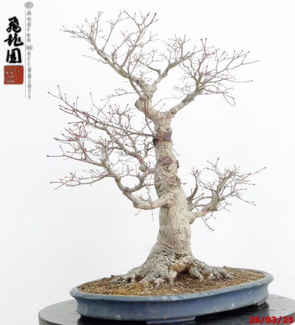 Acer palmatum - immagine 7