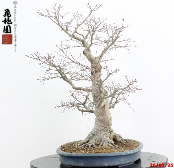 Acer palmatum - immagine 8