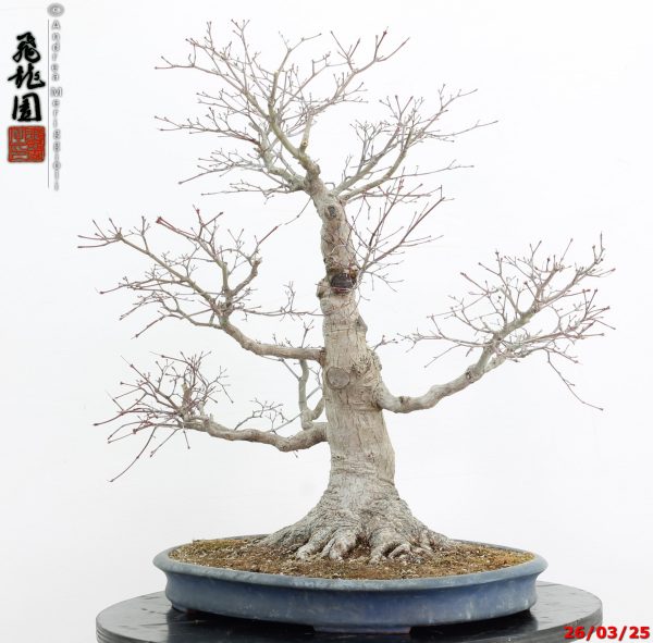 Acer palmatum - immagine 9