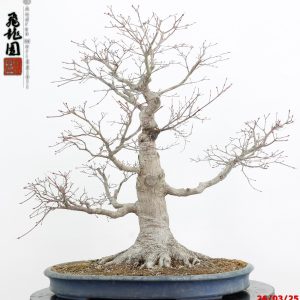 Acer palmatum