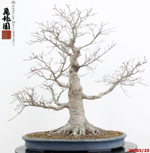Acer palmatum