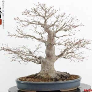 Acer palmatum