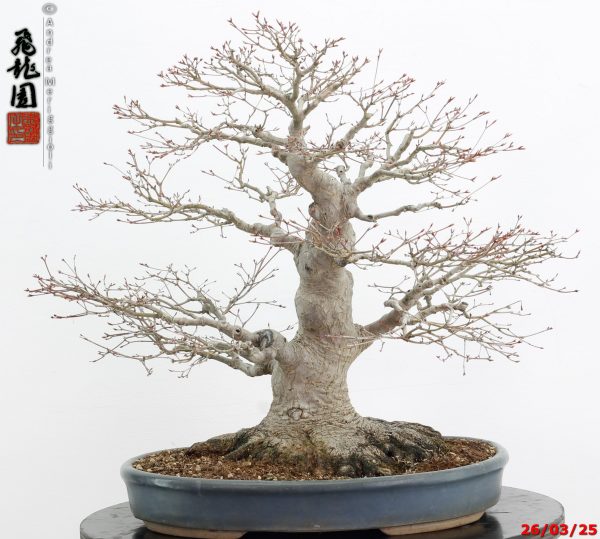 Acer palmatum
