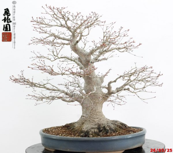 Acer palmatum - Image 2