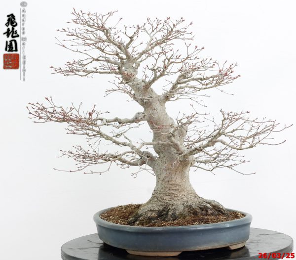 Acer palmatum - Image 3