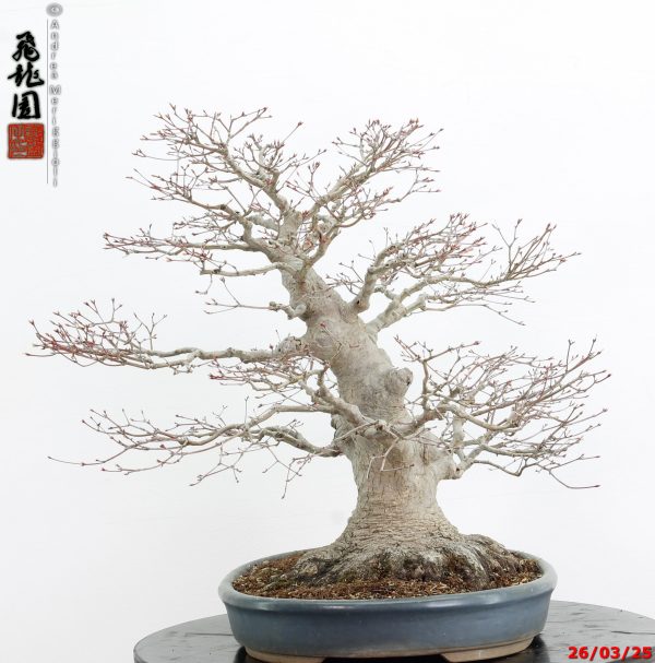 Acer palmatum - Image 4